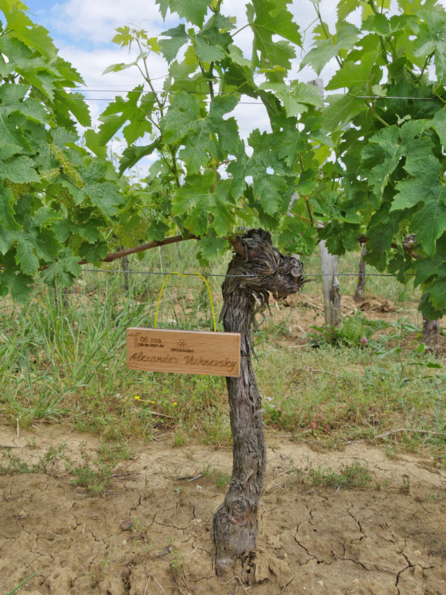 Виноградник на урожай